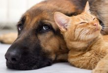 Фото - Российский сервис для поиска домашних животных PetHub заработает в Грузии с осени