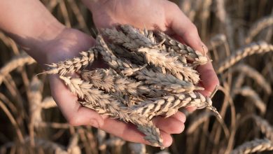 Фото - За год экспорт пшеницы из России упал на 27% до минимума с 2017-2018 годов