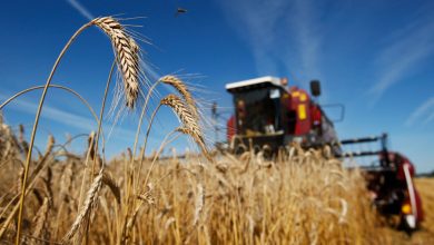 Фото - Белоруссия на полгода вводит запрет на вывоз зерновых