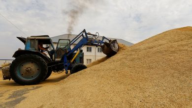 Фото - Al Ahram: решение России по зерновой сделке не отразится на рынке Египта
